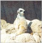 meerkat