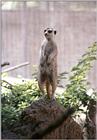 Late night scan - Meerkat on the lookout