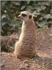One more late night scan - one more Meerkat on the lookout - and the new pix are on