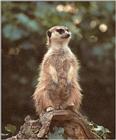 World Series Meerkats - here's another one on the mound :-)
