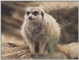 Meerkat