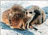 From the Memphis Zoo - meerkat group.jpg - meerkat group.jpg (1/1)
