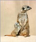 More Hannover Zoo - Meerkat (or rather Meerkitten) having a drink