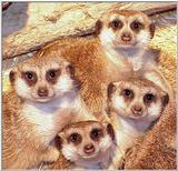 Meerkats