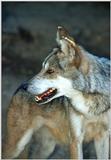 Mexican Gray Wolf