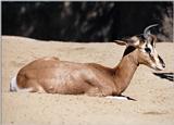 Resuming California Souvenirs - Mhorr Gazelle in San Diego Zoo