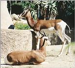 ...Animal pictures from my trip to California - Antelopes in San Diego Zoo - Mhorr gazelle (Dama Ga