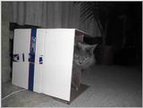 Re: My Old Yeller Cat  1/3 JPG