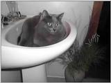 Re: My Old Yeller Cat  1/3 JPG