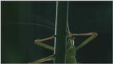 D:\Microcosmos\Unknown] [01/13] - 001.jpg (1/1) (Video Capture)