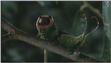 D:\Microcosmos\Great Peacock Moth Caterpillar [01/12] - 002.jpg (1/1) (Video Capture)