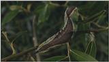 D:\Microcosmos\Great Peacock Moth Caterpillar [01/12] - 002.jpg (1/1) (Video Capture)