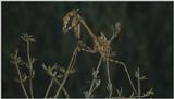 D:\Microcosmos\Mantis [1/6] - 006.jpg (1/1) (Video Capture)