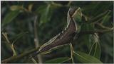 D:\Microcosmos\Great Peacock Moth Caterpillar [01/12] - 002.jpg (1/1) (Video Capture)