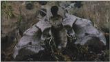 D:\Microcosmos\Moth] [1/5] - 012.jpg (1/1) (Video Capture)