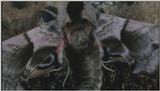 D:\Microcosmos\Moth] [1/5] - 012.jpg (1/1) (Video Capture)