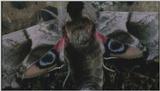D:\Microcosmos\Moth] [1/5] - 012.jpg (1/1) (Video Capture)