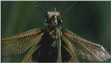 D:\Microcosmos\Unknown] [01/13] - 001.jpg (1/1) (Video Capture)