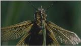 D:\Microcosmos\Unknown] [01/13] - 001.jpg (1/1) (Video Capture)