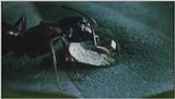 D:\Microcosmos\Ants] [01/10] - 019.jpg (1/1)