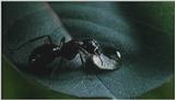 D:\Microcosmos\Ants] [02/10] - 020.jpg (1/1)