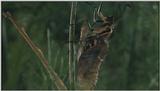D:\Microcosmos\Swallowtail] [05/14] - 021.jpg (1/1) (Video Capture)