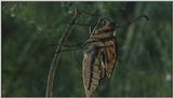 D:\Microcosmos\Swallowtail] [09/14] - 021.jpg (1/1) (Video Capture)