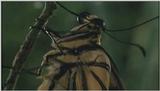 D:\Microcosmos\Swallowtail] [10/14] - 021.jpg (1/1) (Video Capture)