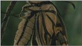 D:\Microcosmos\Swallowtail] [11/14] - 021.jpg (1/1) (Video Capture)