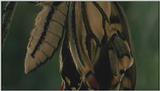D:\Microcosmos\Swallowtail] [12/14] - 021.jpg (1/1) (Video Capture)