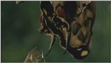 D:\Microcosmos\Swallowtail] [13/14] - 021.jpg (1/1) (Video Capture)
