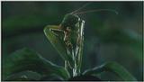 D:\Microcosmos\Mantis [1/6] - 006.jpg (1/1) (Video Capture)
