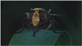 D:\Microcosmos\Fly] [1/3] - 037.jpg (1/1) (Video Capture)