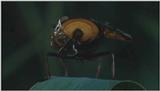 D:\Microcosmos\Fly] [1/3] - 037.jpg (1/1) (Video Capture)