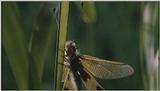 D:\Microcosmos\Unknown] [01/13] - 001.jpg (1/1) (Video Capture)