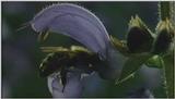 D:\Microcosmos\Honeybee [02/10] - 047.jpg (1/1) (Video Capture)