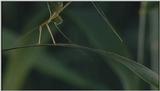 D:\Microcosmos\Unknown] [01/13] - 001.jpg (1/1) (Video Capture)