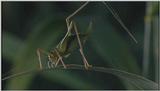 D:\Microcosmos\Unknown] [01/13] - 001.jpg (1/1) (Video Capture)
