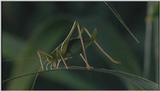 D:\Microcosmos\Unknown] [01/13] - 001.jpg (1/1) (Video Capture)