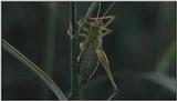 D:\Microcosmos\Unknown] [01/13] - 001.jpg (1/1) (Video Capture)