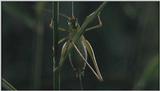 D:\Microcosmos\Unknown] [01/13] - 001.jpg (1/1) (Video Capture)
