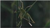 D:\Microcosmos\Unknown] [01/13] - 001.jpg (1/1) (Video Capture)
