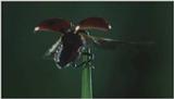 D:\Microcosmos\Ladybird] [01/34] - 058.jpg (1/1) (Video Capture)