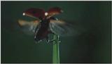 D:\Microcosmos\Ladybird] [01/34] - 058.jpg (1/1) (Video Capture)
