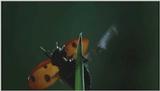 D:\Microcosmos\Ladybird] [01/34] - 058.jpg (1/1) (Video Capture)