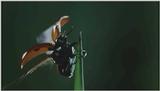 D:\Microcosmos\Ladybird] [01/34] - 058.jpg (1/1) (Video Capture)