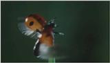 D:\Microcosmos\Ladybird] [01/34] - 058.jpg (1/1) (Video Capture)