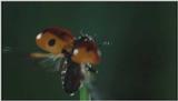 D:\Microcosmos\Ladybird] [01/34] - 058.jpg (1/1) (Video Capture)
