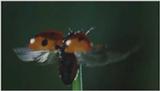 D:\Microcosmos\Ladybird] [01/34] - 058.jpg (1/1) (Video Capture)