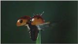 D:\Microcosmos\Ladybird] [01/34] - 058.jpg (1/1) (Video Capture)